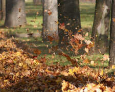 Кияни, тримайтеся: стихія розгуляється на повну котушку 14 листопада