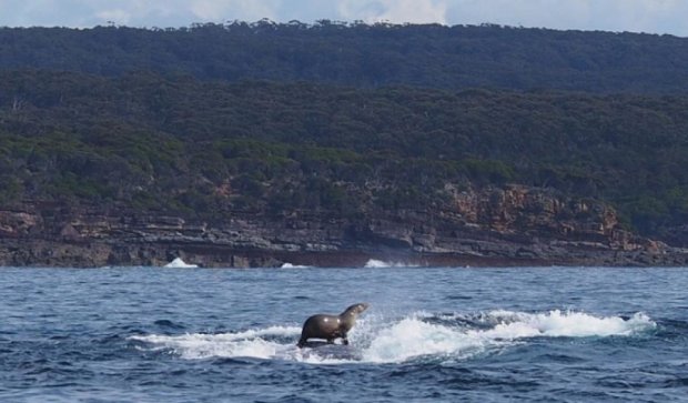 Тюлень оседлал кита в Австралии (фото)