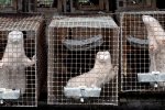 В Україні хочуть заборонити виробництво хутра: резонансний документ вже в Раді