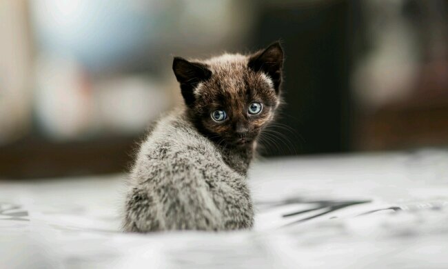 котенок, pxhere