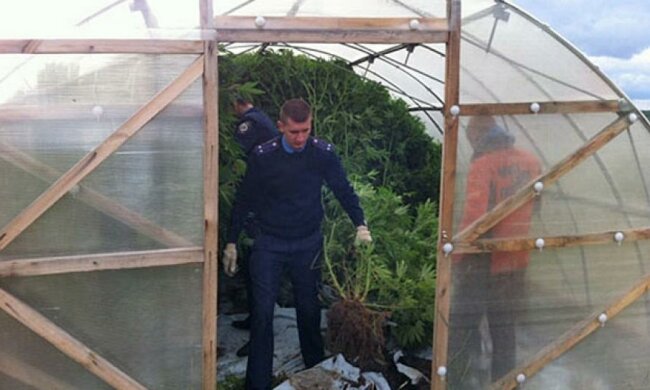 Милиция ликвидировала плантацию элитной конопли под Черниговом (фото)