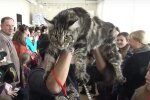 Под "карантинную облаву" полиции попали даже коты