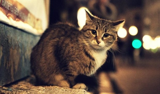 Бездомных кошек официально признали частью экосистемы Киева