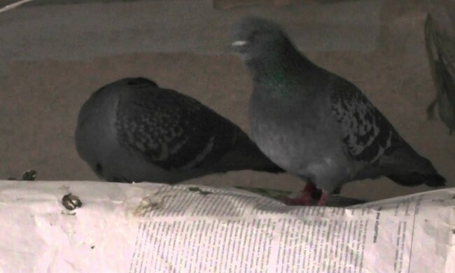 скриншот YouTube