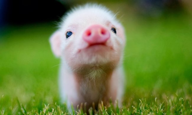 На Філіппінах народилося незвичайне порося. Зовнішність тваринки всіх налякала, але господиня вважає її унікальною