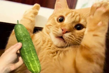 Кот и огурцы, фото из соцсетей