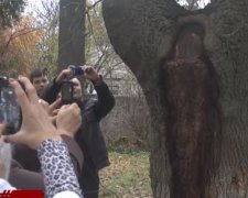 Місцеві жителі розгледіли образ Божої Матері на дереві під Києвом (відео)
