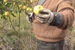 Подкормка деревьев спасет вам урожай, маленькие хитрости и яблоки не будут осыпаться
