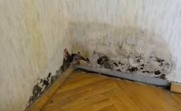 Як позбутися плісняви, скріншот з відео