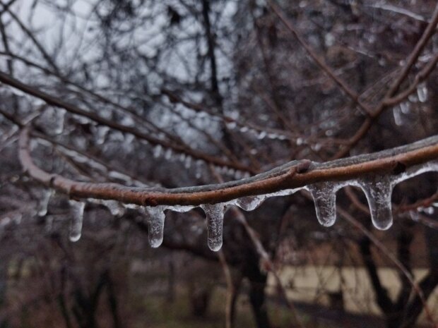 Гололед, ледяные деревья - фото Знай.uа