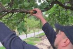 У київському парку "Кіото" через будівництво пошкоджені сакури (фото)