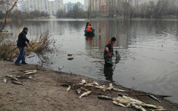 В Киеве начался мор рыбы: экологи назвали причины