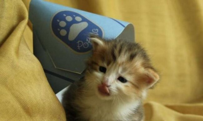 Кішку взяли на службу в поліцію 