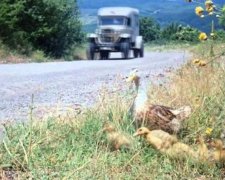 Качине сімейство паралізувало рух на львівській вулиці