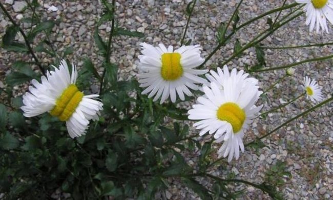 Японец показал ромашки-мутанты после аварии на АЭС Фукусима