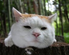 Ледачий кіт розважив користувачів YouTube