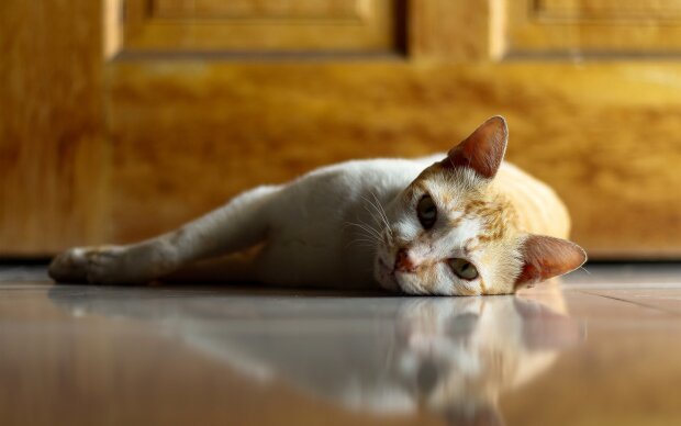 Ледачий котик фото best-wallpaper