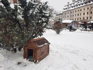 Небайдужі зробили буду для безпритульної собаки, фото з фейсбук