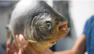 Піранья з людськими зубами, скріншот з livescience.соm