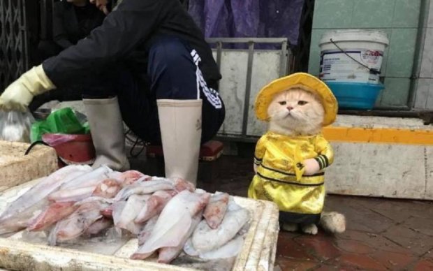 Кот-бизнесмен покорил соцсети умением продавать рыбу