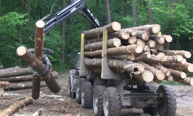 На Вінниччині винайшли спосіб протидіяти незаконній вирубці лісу: тепер на кожній колоді буде...