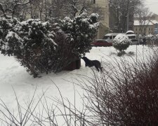 Небайдужі зробили буду для безпритульної собаки, фото з фейсбук