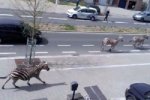 Центром Брюсселя бегали зебры (видео)