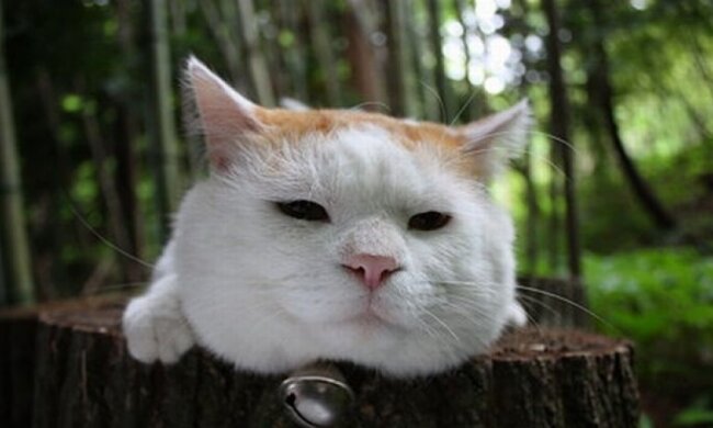 Ледачий кіт розважив користувачів YouTube