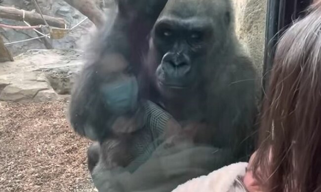 Еммілі та Кікі, скріншот: YouTube