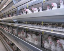 Яйця з фіпронілом: токсичний продукт знайшли в семи країнах