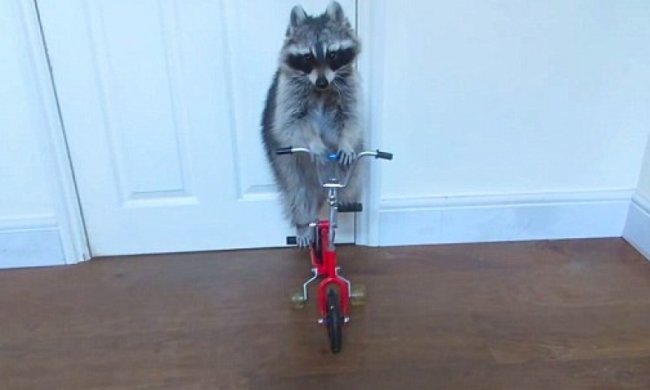 Кумедний єнот навчився їздити на велосипеді (відео) 