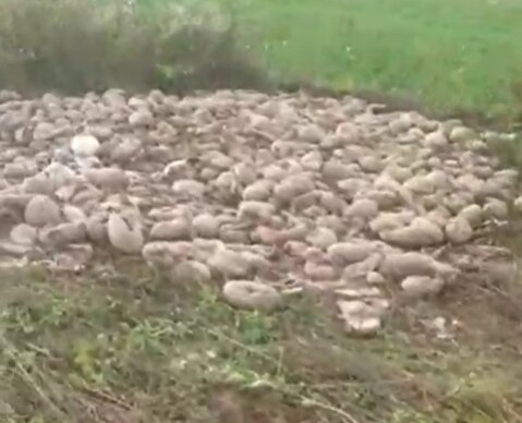 Под Львовом обнаружили вонючее "кладбище" арбузов и дынь: "Лучше бы свиней накормили"