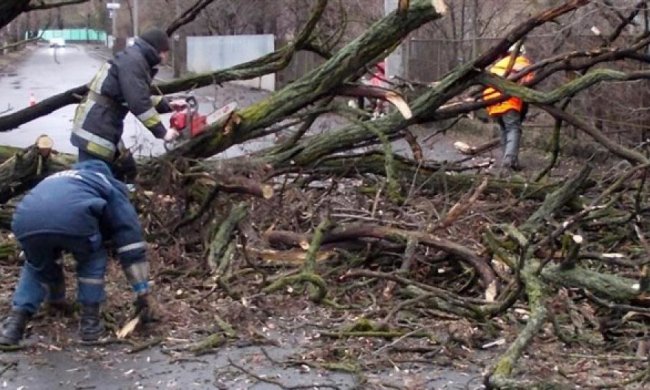 Ураган на Волині  повалив півсотні дерев і травмував сімох людей