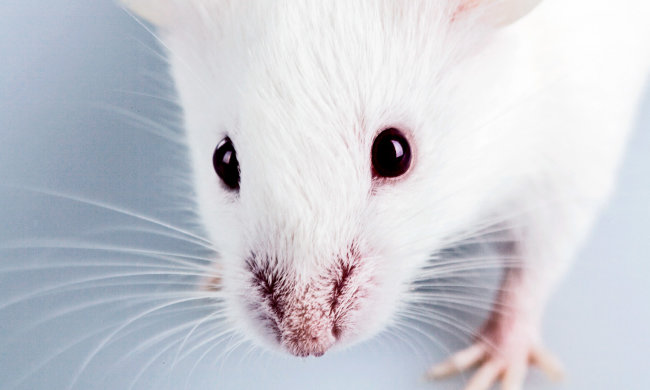 Миші "розкрили очі" генетикам на походження сліпоти