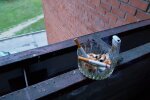 Куріння на балконі: фото з вільних джерел