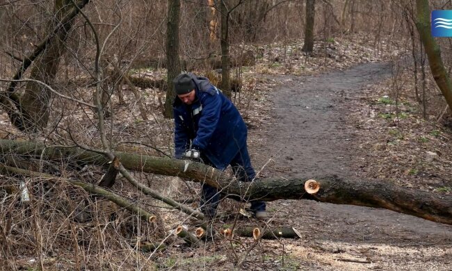 Дерево впало на контактну мережу трамвая в Києві