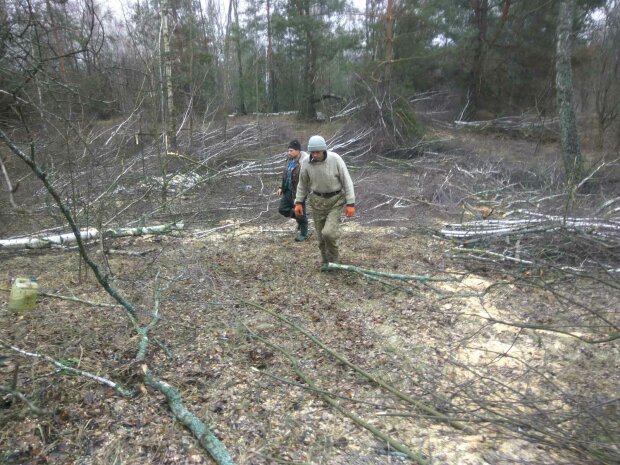 Вирубка лісів, фото: Державна екологічна інспекція України