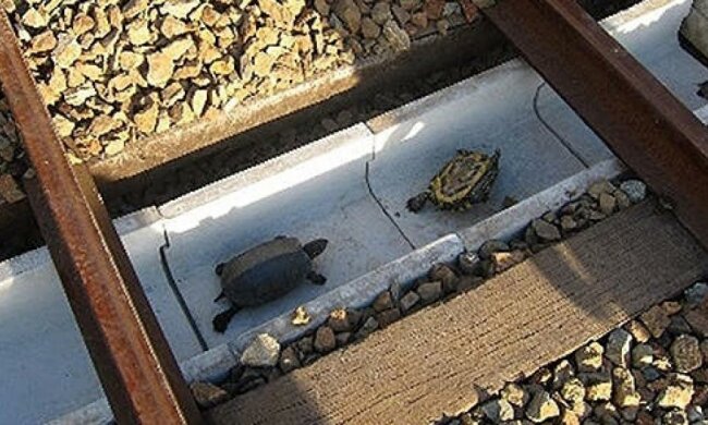 Залізничники Японії рятують черепах (фото)