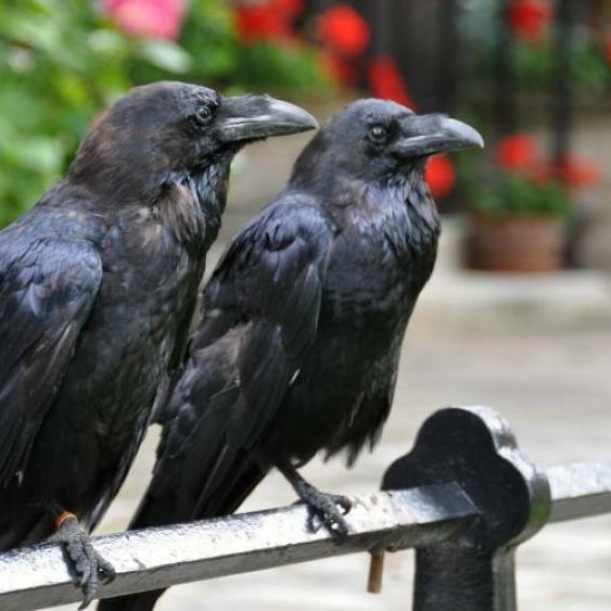Клювом в голову: орнитологи объяснили, за что вороны мстят киевлянам - ЗНАЙЮА