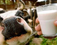Не пейте, дети, молоко, будете здоровы: 6 причин исключить этот продукт из рациона