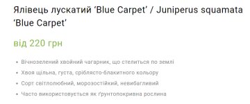 Саженцы можевельника "Blue Carpet" / фото: скриншот