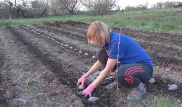 Посадка картофеля, кадр из видео