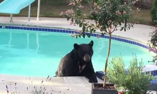 Канадська пара виявила ведмедя у своєму басейні (відео)