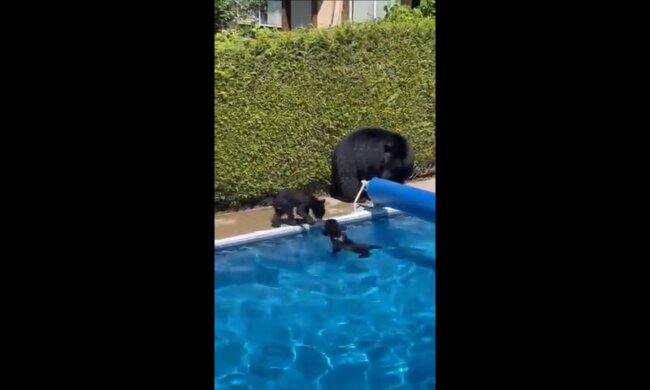 Ведмедиця під час спеки, скріншот: Twitter