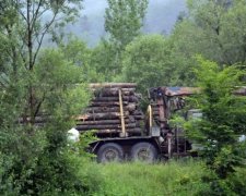 Врятувати ліс: фахівці створили проект розширення заповідників