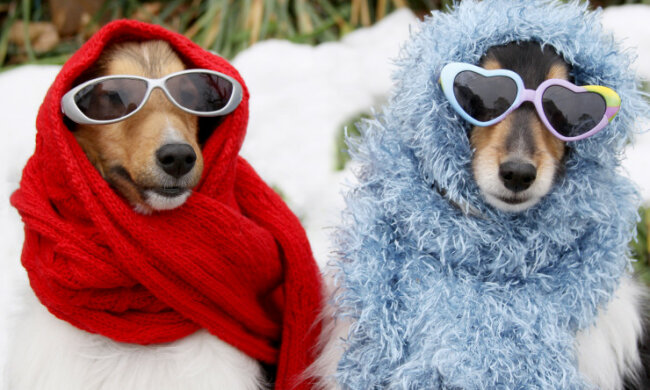 Подбаємо про братів наших менших: як і у що одягнути домашніх вихованців в холодний період