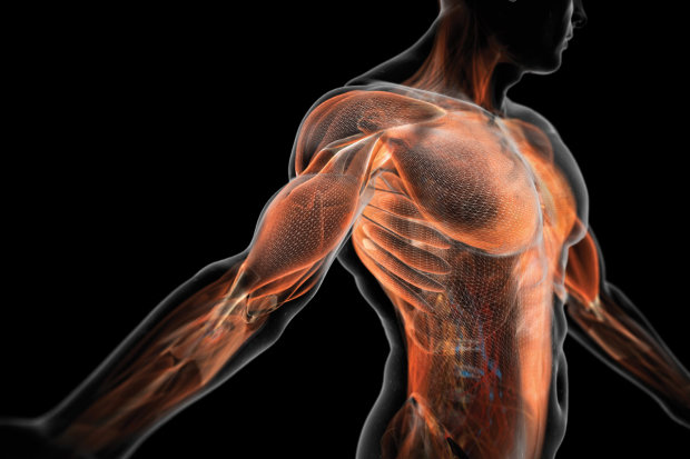 Получи ответ: как формируются мышцы