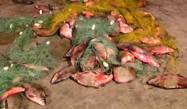 Черкасские браконьеры нанесли государству ущерб на 325 тыс грн (фото, видео)