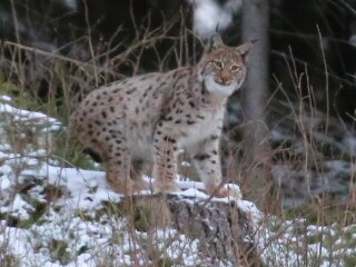 Рись, фото: Facebook Мирон Мірецький