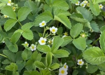 Цветет клубника, скриншот: YouTube